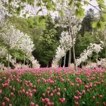 Alnwick Gardens