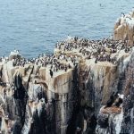 Farne Islands